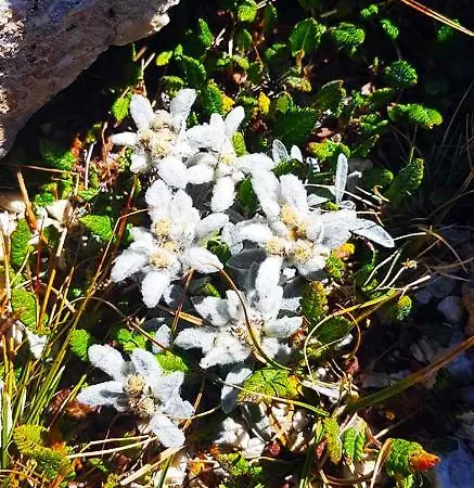 Solar Nest With Fireplace And Panoramic View 700m From Skilift And Centrum *